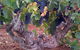 John Duval Wines - thumb 2