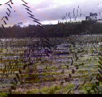 Darlington Vineyard - Hobart Tourism
