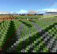 Hawkes Farm - Hobart Tourism