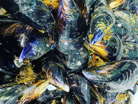 Pearly Oyster Bar And Farm - Tourism TAS 2