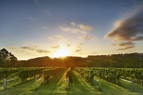 Singlefile Wines - Hobart Tourism 1