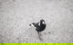 Magpies Nest Restaurant - thumb 0