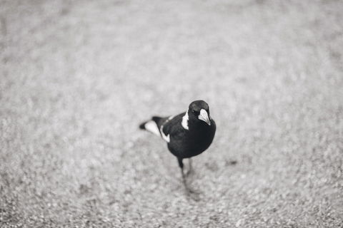 Magpies Nest Restaurant - Hobart Tourism 0