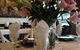 Thai Indeed - thumb 0