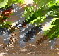 Waybourne Winery - Hobart Tourism