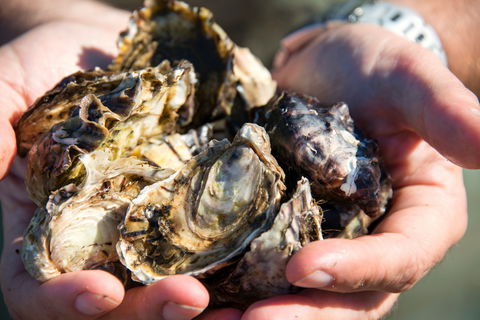 Freycinet Marine Farm - Hobart Tourism 2
