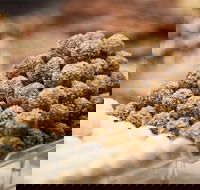 Mayfield Chocolates - Spring Hill - Tourism TAS