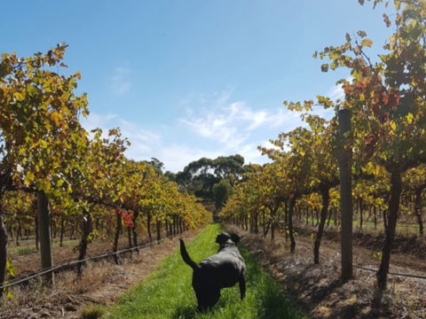 Ruddenklau Wines - Hobart Tourism 0