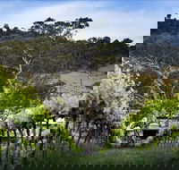 Mount Majura Vineyard - Hobart Tourism