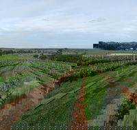 Razorback Ridge Wines - Tourism TAS