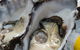 Lobster Shack Tasmania - thumb 1