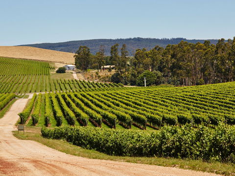 Pipers Brook Vineyard - Hobart Tourism 1