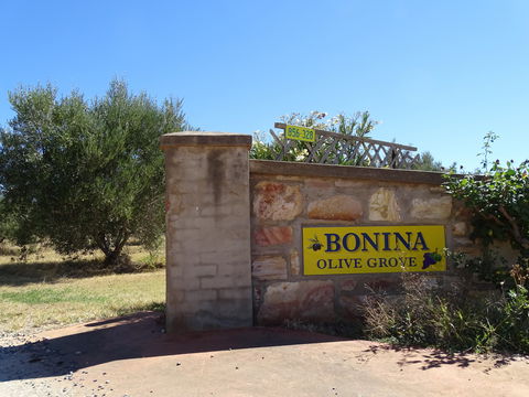 Bonina Olive Grove - Hobart Tourism 1