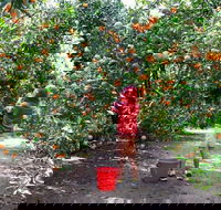 Fords Farm - Hobart Tourism