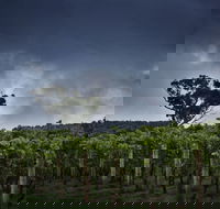 Dalrymple Vineyards - Hobart Tourism