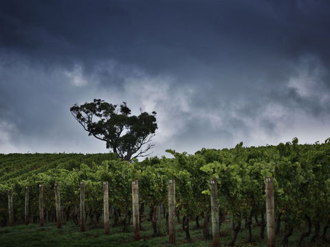 Dalrymple Vineyards - Hobart Tourism 0