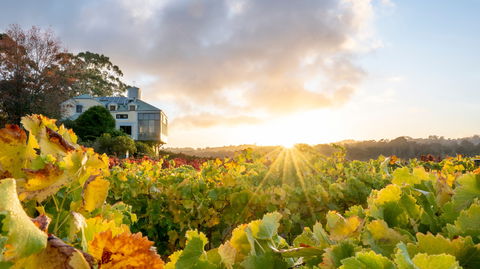 Hahndorf Hill Winery - Hobart Tourism 0