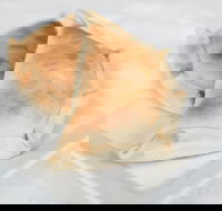 Latin Foods and Wines - Tourism TAS