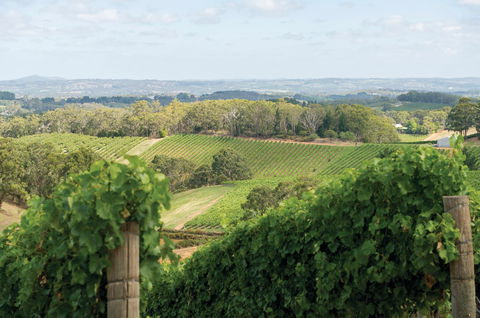 Pike And Joyce Wines - Hobart Tourism 2