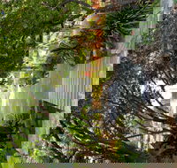 Velvet  Willow - Hobart Tourism