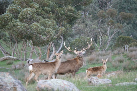 Hahndorf Venison - Hobart Tourism 0
