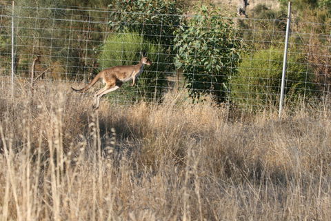 Hahndorf Venison - Hobart Tourism 2