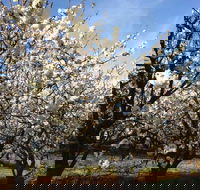 Allambie Orchard and Cafe - Hobart Tourism