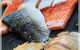 Black Cod - Docklands - thumb 0