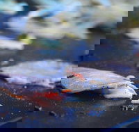 Mount Gravatt Hotel - Hobart Tourism