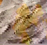 Taylors Lakes Fish  Chips - Tourism TAS