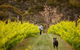 Islander Estate Vineyards - thumb 1