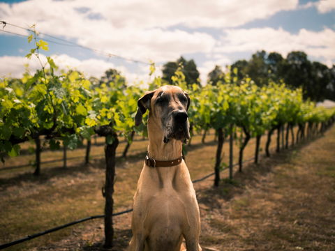 Oakvale Wines - Tourism TAS 2