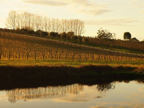 Brook Eden Vineyard - Hobart Tourism 1