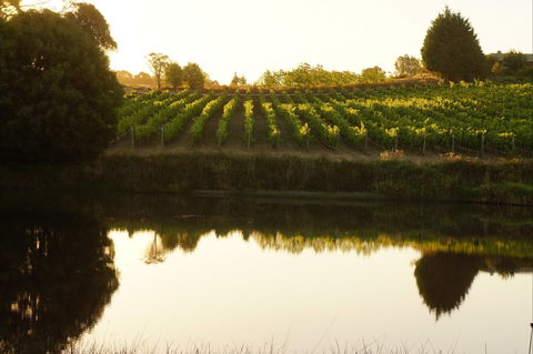 Brook Eden Vineyard - Hobart Tourism 2