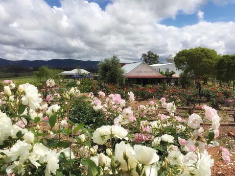Hanging Tree Wines - Hobart Tourism 1