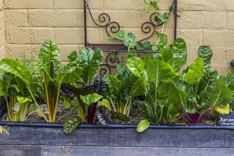 A Bite To Eat - Hobart Tourism 1