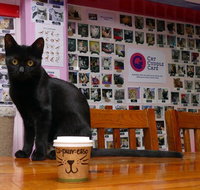 Cat Cuddle Cafe - Tourism TAS