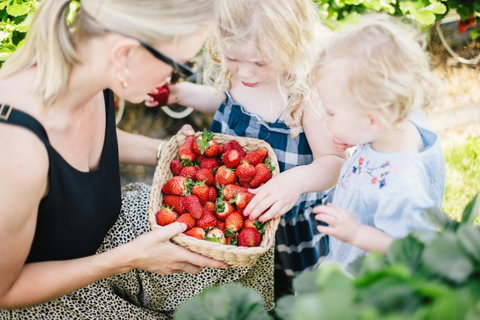 Hillwood Berries Farmgate & Pick Your Own - Tourism TAS 2