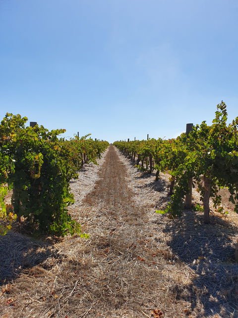 Ulster Park Wines - Hobart Tourism 2