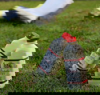 Bodalla Dairy - Cheese Milk and Ice Cream Factory and Cafe