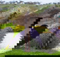Hart of the Barossa - Hobart Tourism