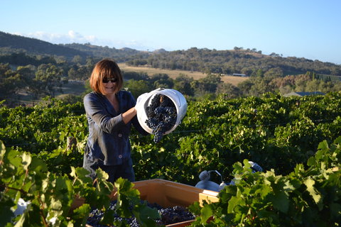 Serengale Vineyard - Tourism TAS 2