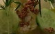 Emperor's Kitchen - thumb 5