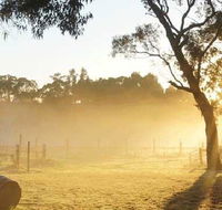 Spot Pea - Tourism TAS