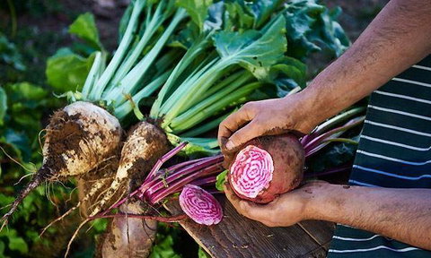 Lo Zucchero - Tourism TAS 4