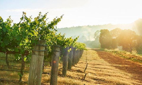 Lo Zucchero - Tourism TAS 7