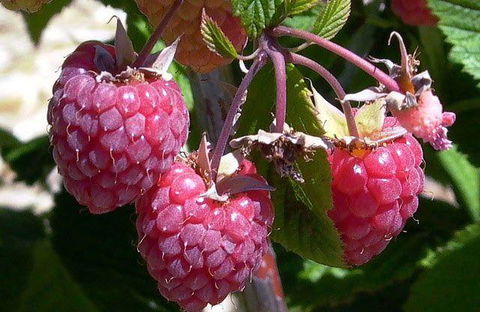 Merchants Of No Sense - Hobart Tourism 1