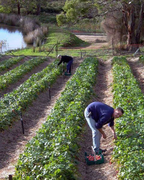 Merchants Of No Sense - Hobart Tourism 8