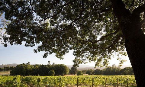 Currency Creek Winery Restaurant - Hobart Tourism 11