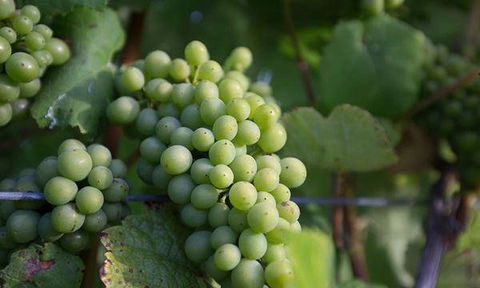 Currency Creek Winery Restaurant - Hobart Tourism 6